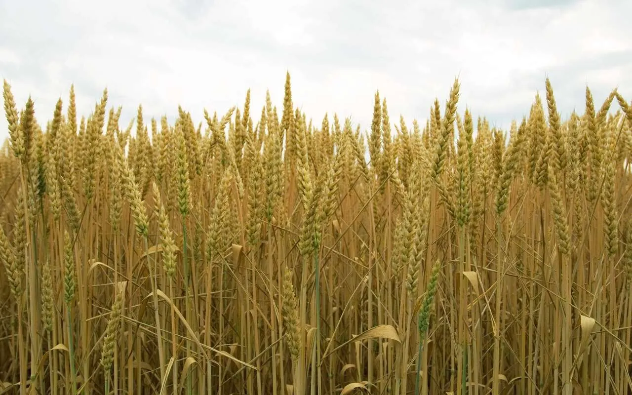 گندم
